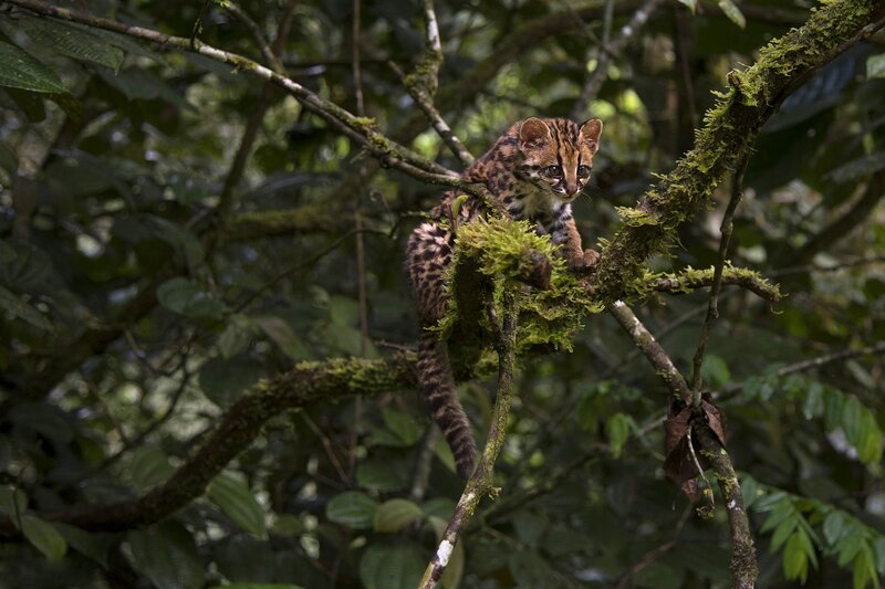 Ocelot Kitten in Tree