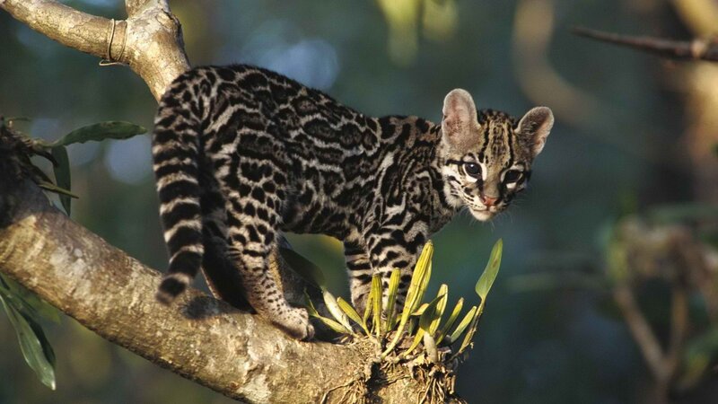 Ocelot kitten on a tree branch