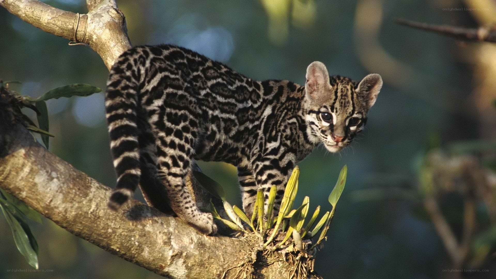 Ocelot kitten on a tree branch