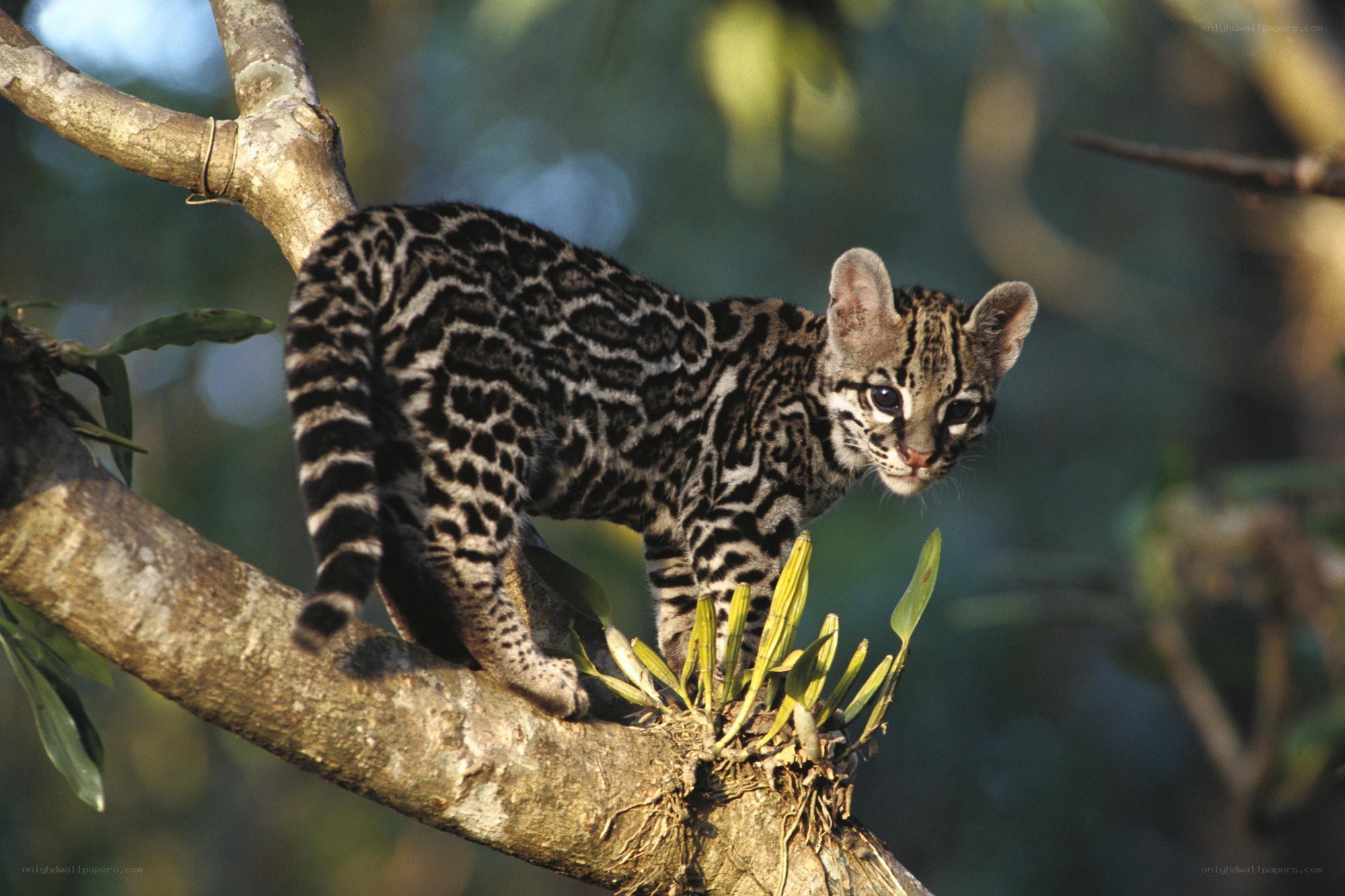 Ocelot kitten on a tree branch
