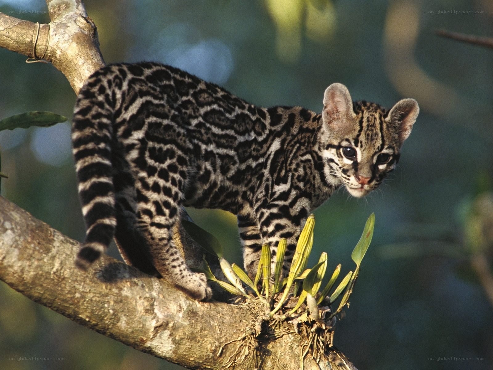 Ocelot kitten on a tree branch