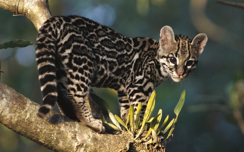 Ocelot Kitten on Branch — Brown, Alert