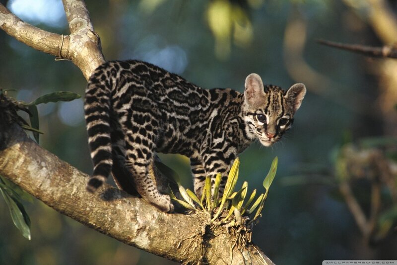 Ocelot Kitten on Branch — Brown