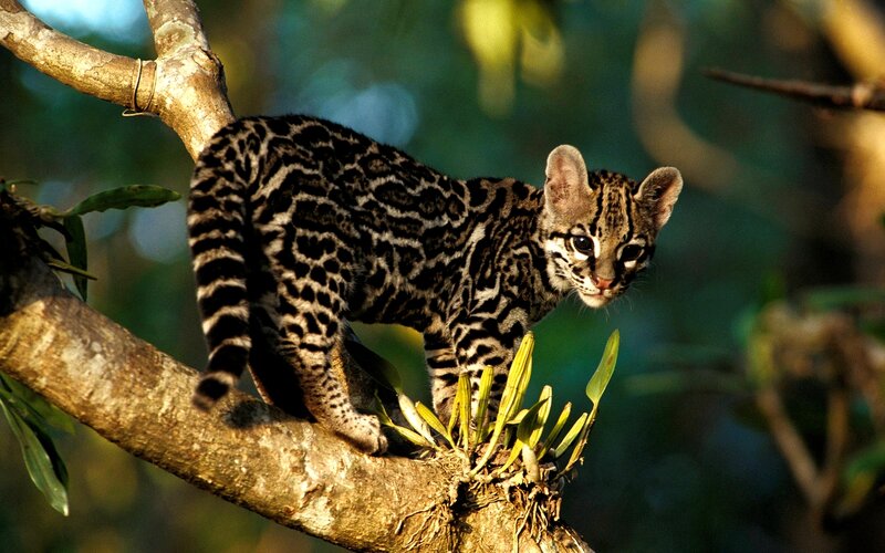 Ocelot Kitten on Branch