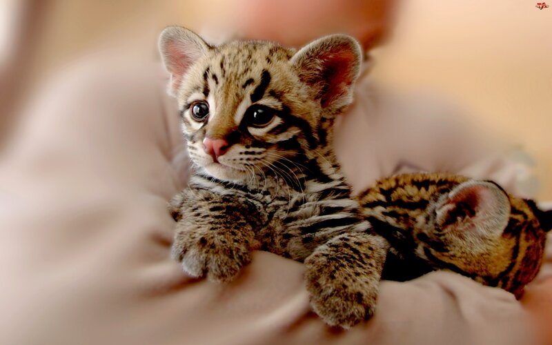 Ocelot Kittens — Brown