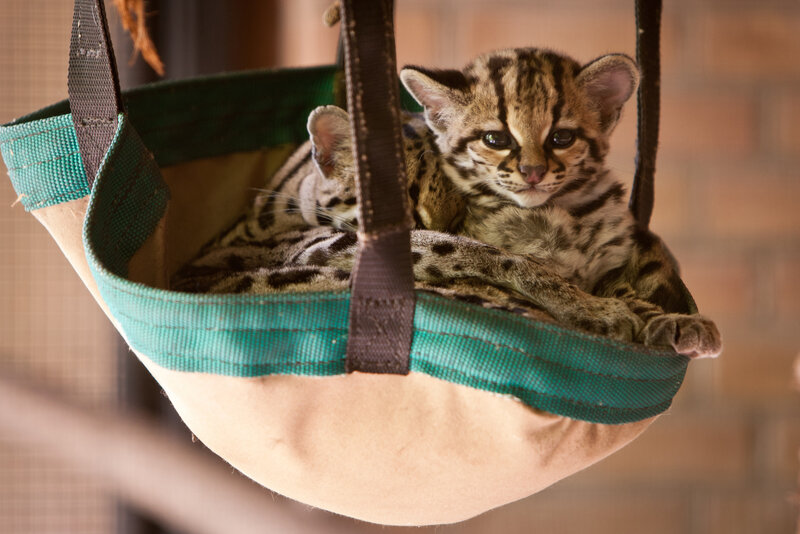 Ocelot Kittens in Hammock