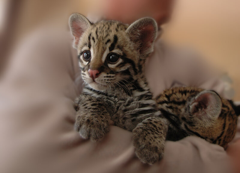 Ocelot Kittens