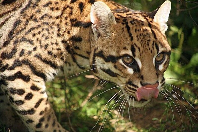 Ocelot Licking Nose