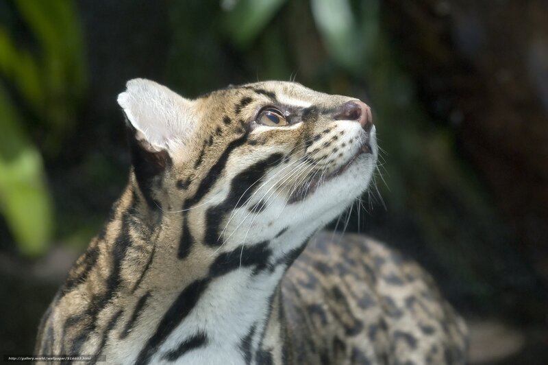 ocelot looking upward