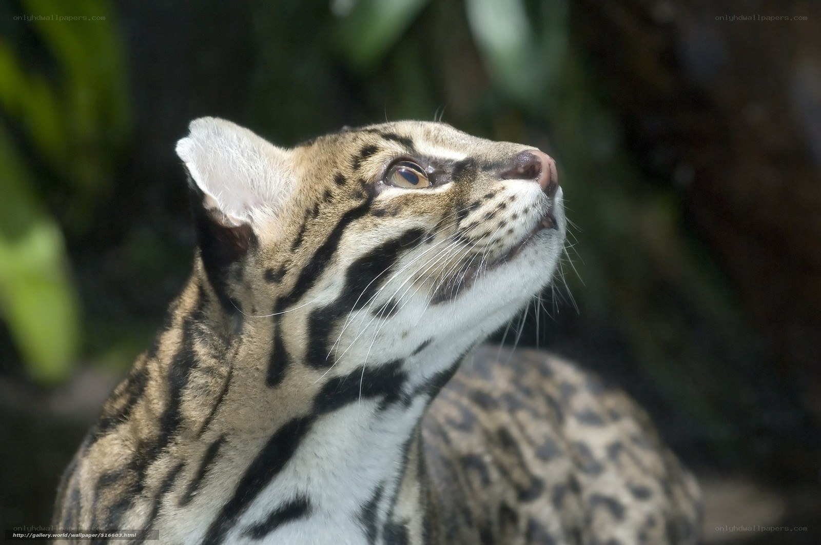 ocelot looking upward
