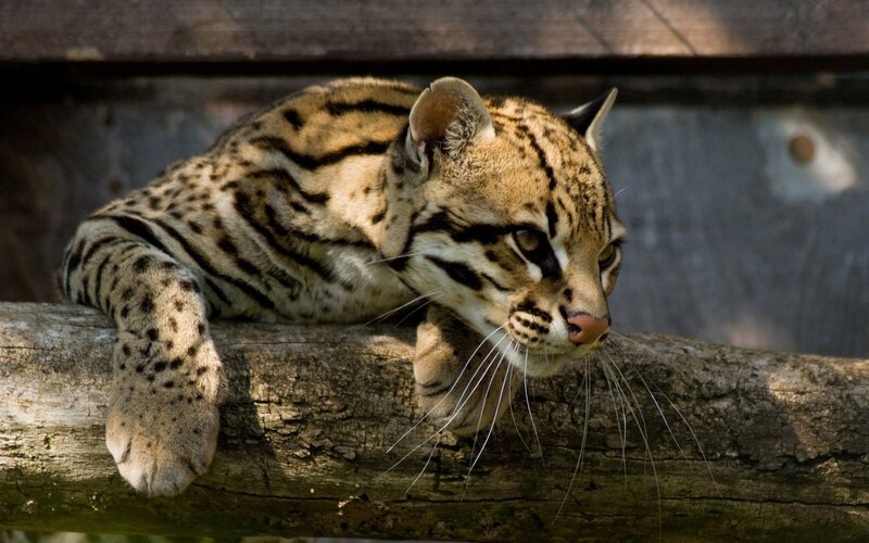 Ocelot on a Log — Brown
