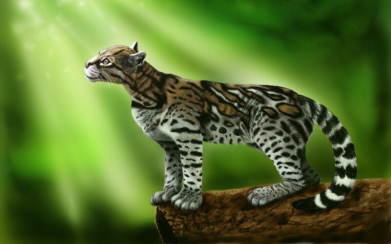Ocelot on a Log — Green
