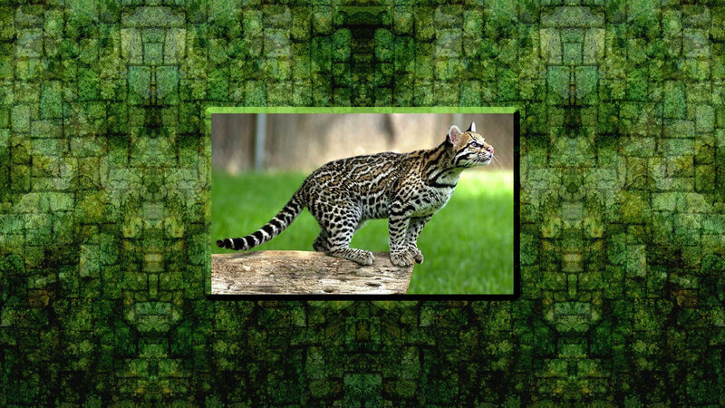 Ocelot on a Log