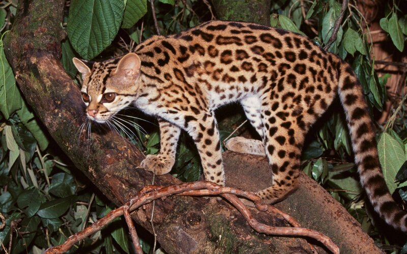 Ocelot on a tree branch