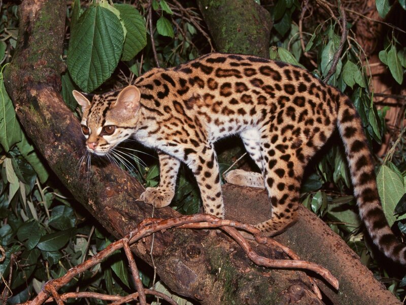 Ocelot on a tree branch