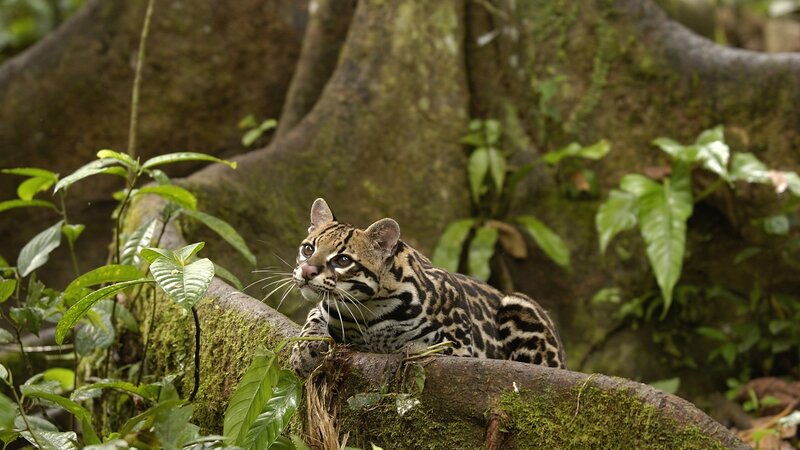 Ocelot on a Tree Branch — Green