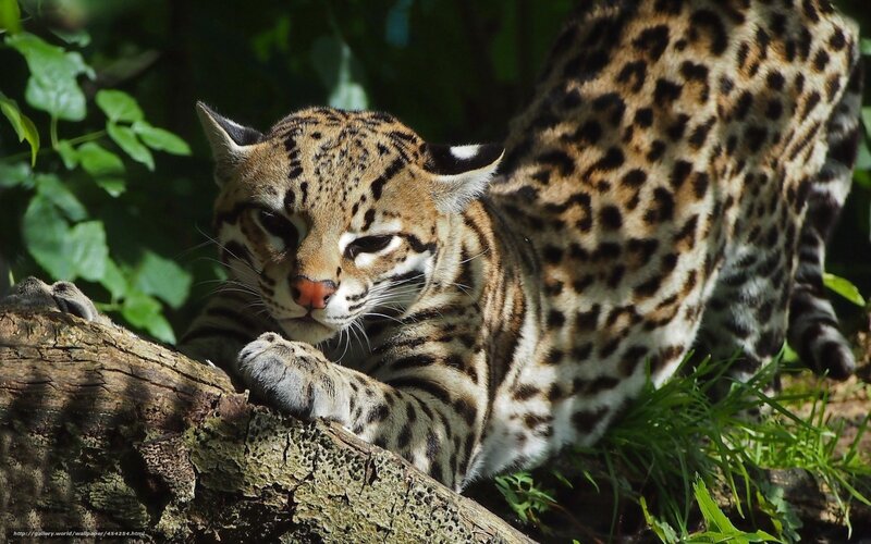 ocelot on a tree branch