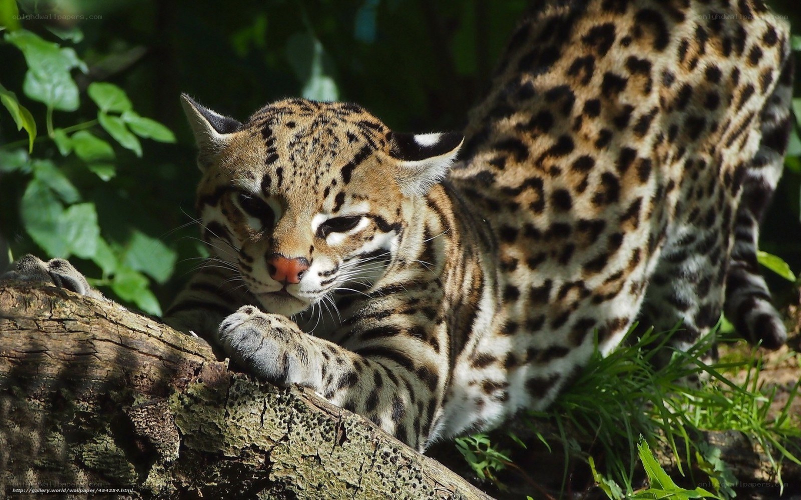 ocelot on a tree branch
