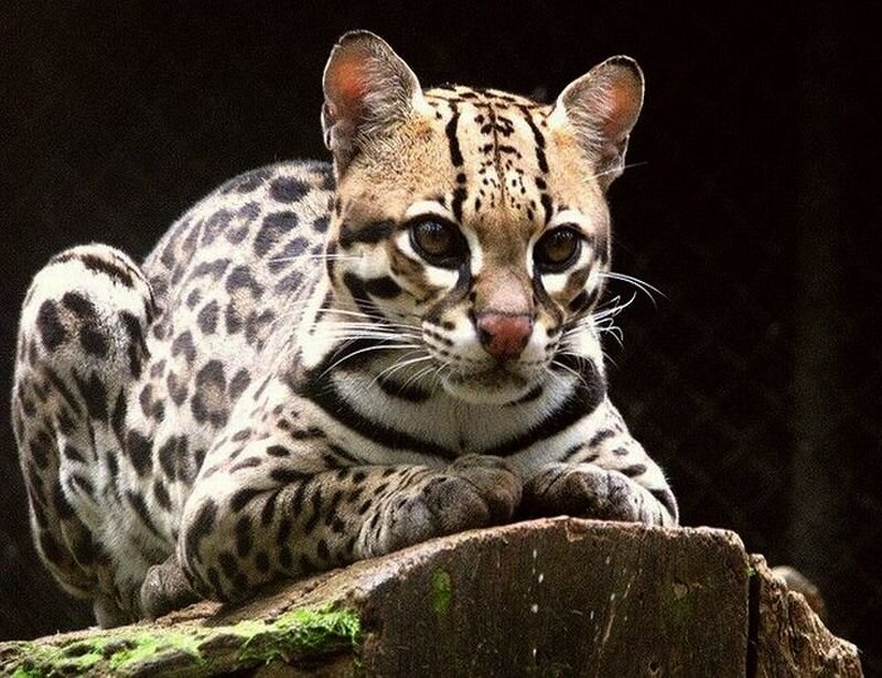Ocelot on Log