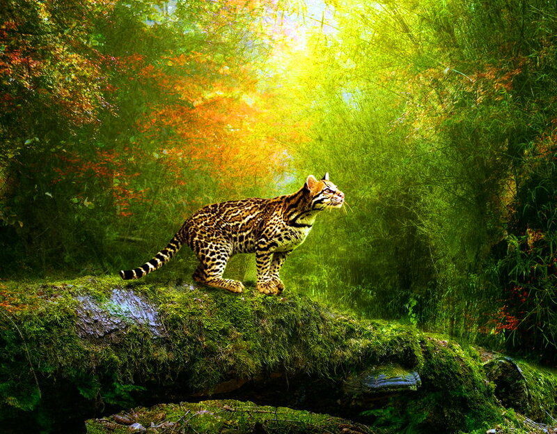 Ocelot on Mossy Log