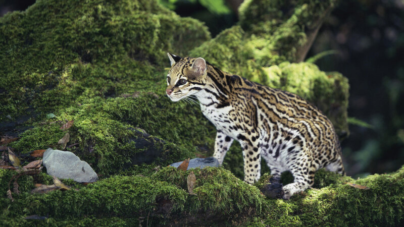 Ocelot on Mossy Rock