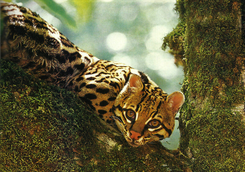 Ocelot on Mossy Tree