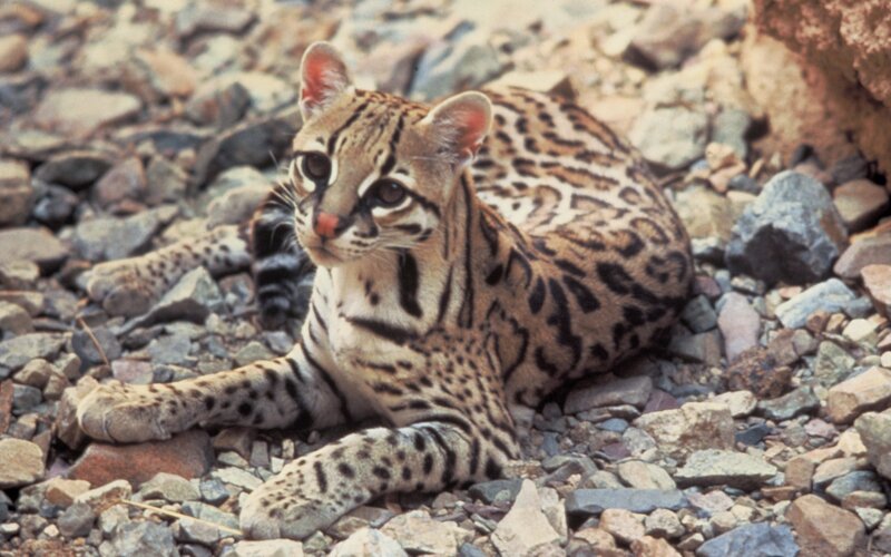 Ocelot on Rocky Ground — Brown, Calm, Afternoon