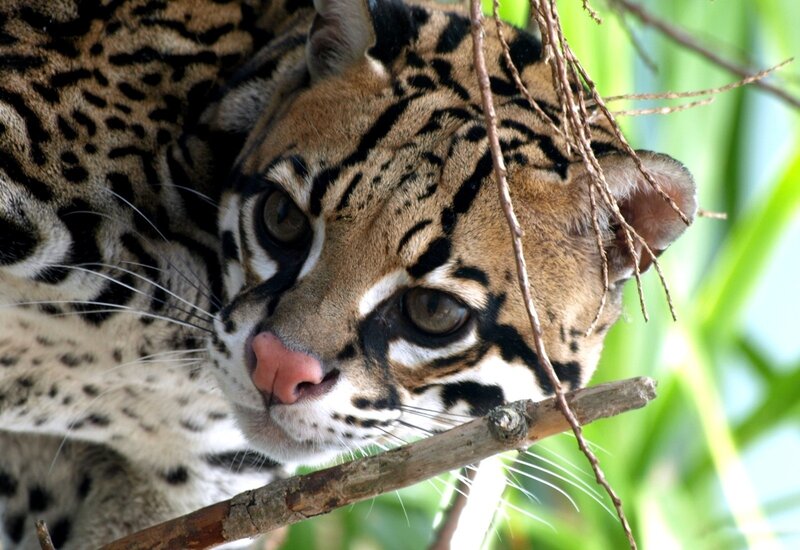 Ocelot on Tree Branch — Brown, Alert, Photograph