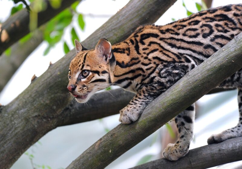 Ocelot on Tree Branch — Brown, Alert