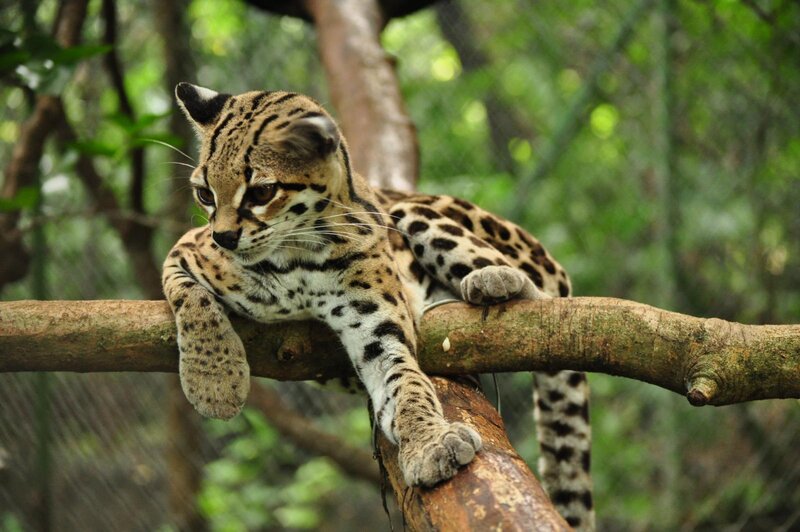 Ocelot on Tree Branch — Brown