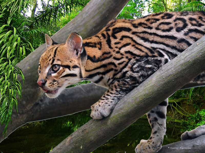 Ocelot on Tree Branch — Green