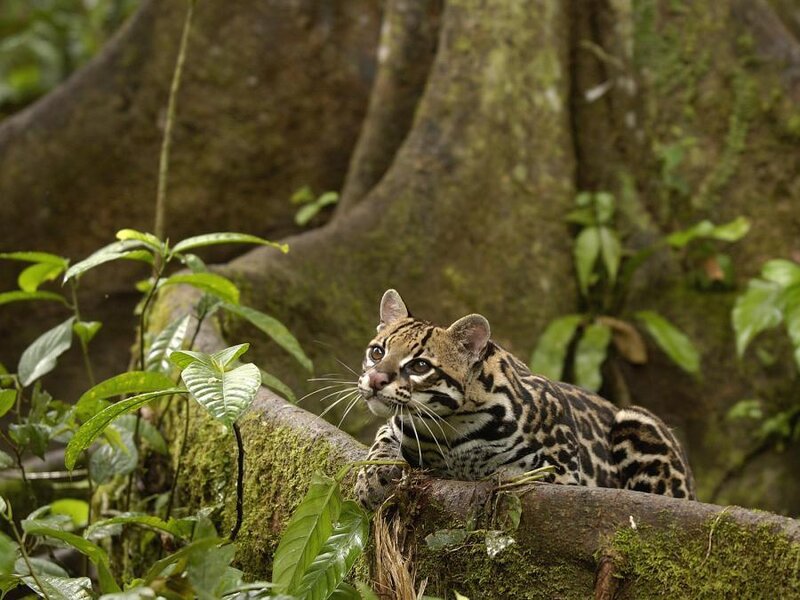 Ocelot on Tree Branch