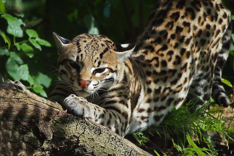 Ocelot on Tree Trunk