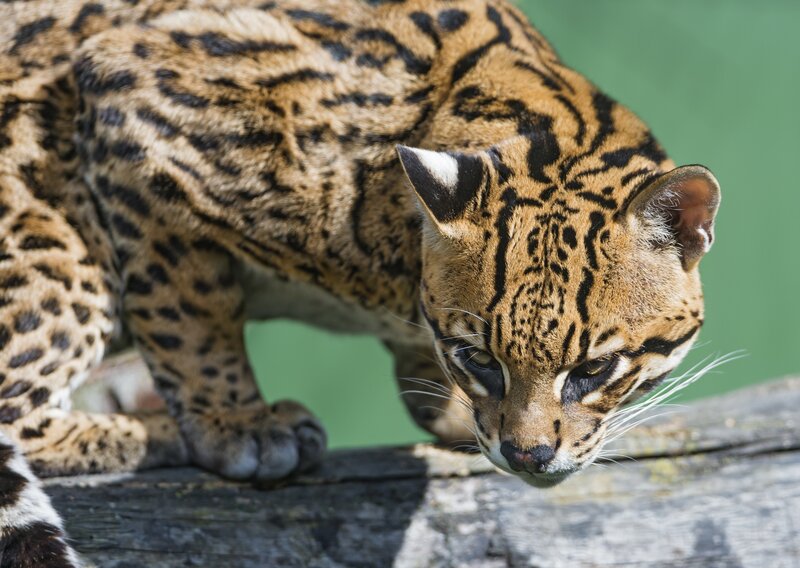 Ocelot on Wooden Surface
