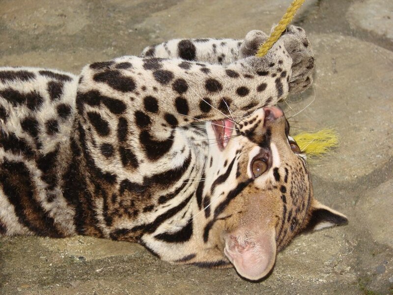 Ocelot playing with rope
