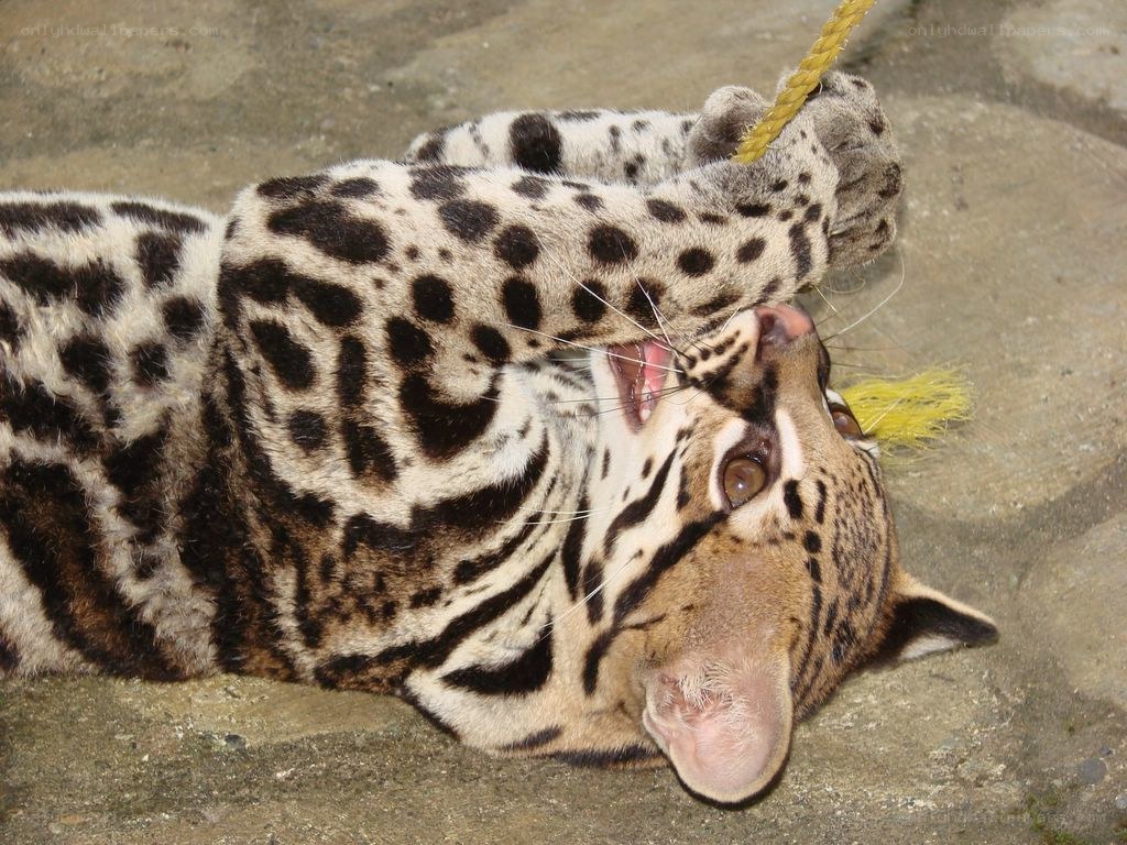 Ocelot playing with rope