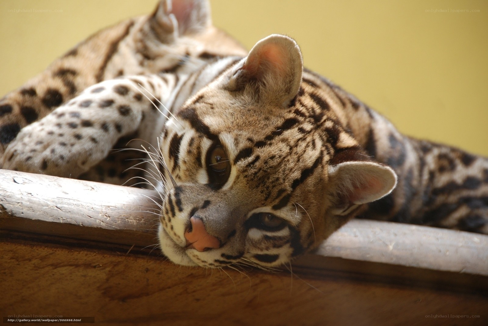 Ocelot resting on a log