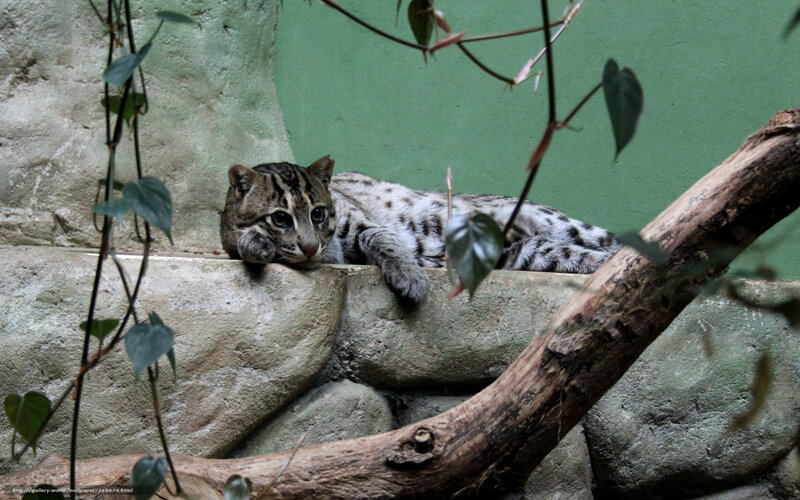 Ocelot resting on a rock