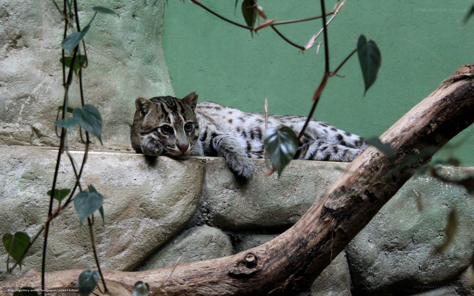 Ocelot resting on a rock