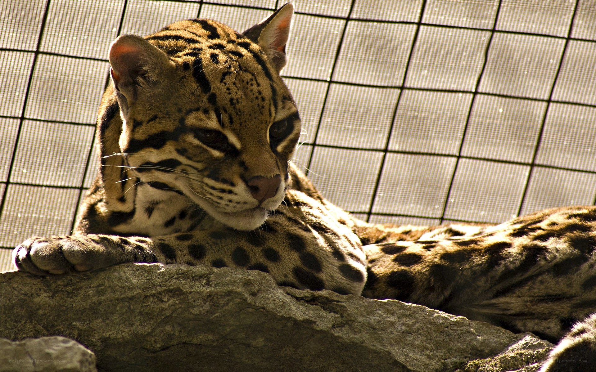 ocelot resting on rock