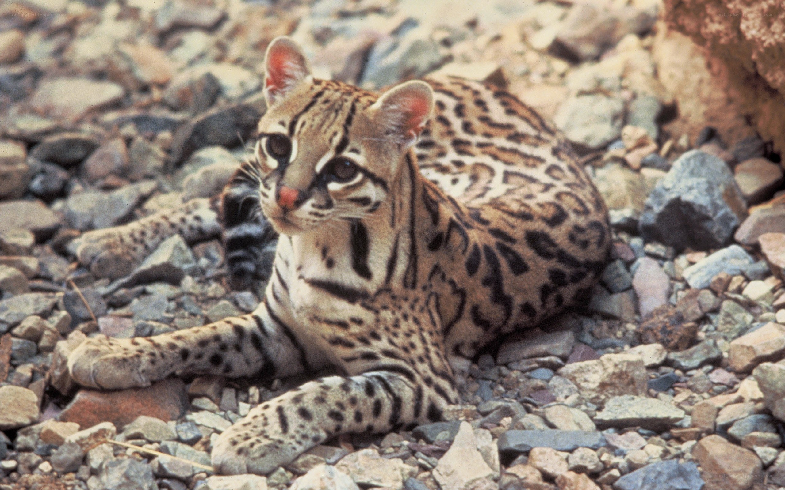 ocelot resting on rocks