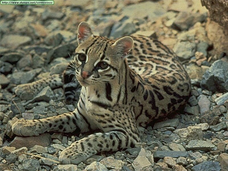 Ocelot resting on rocks