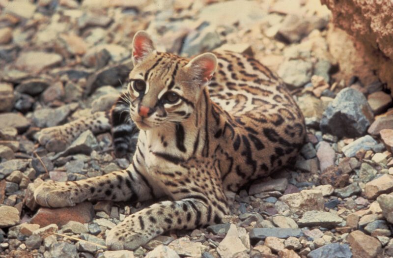 Ocelot resting on rocks