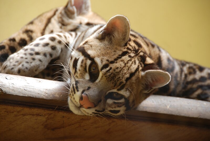 Ocelot resting on wooden beam