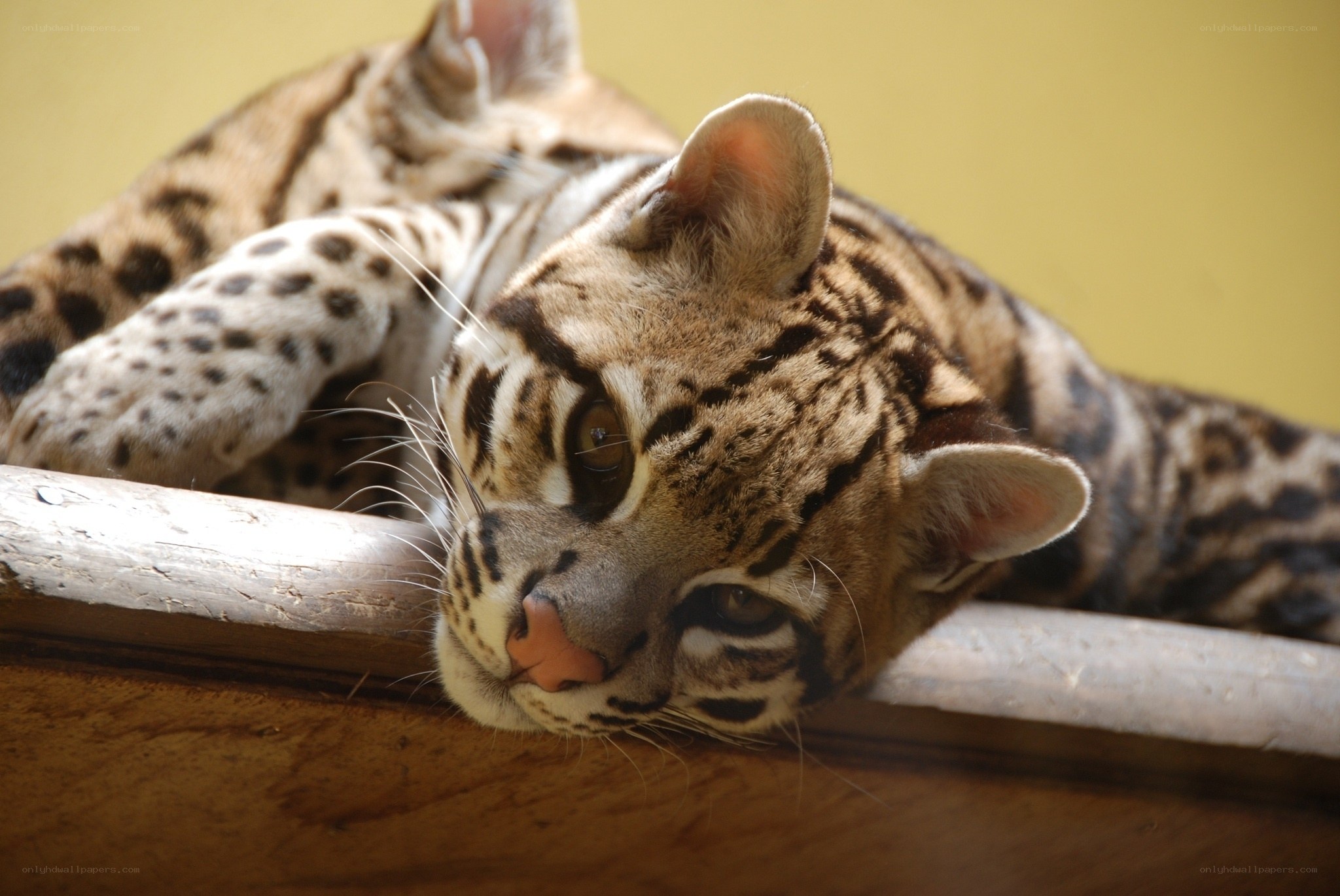 Ocelot resting on wooden beam