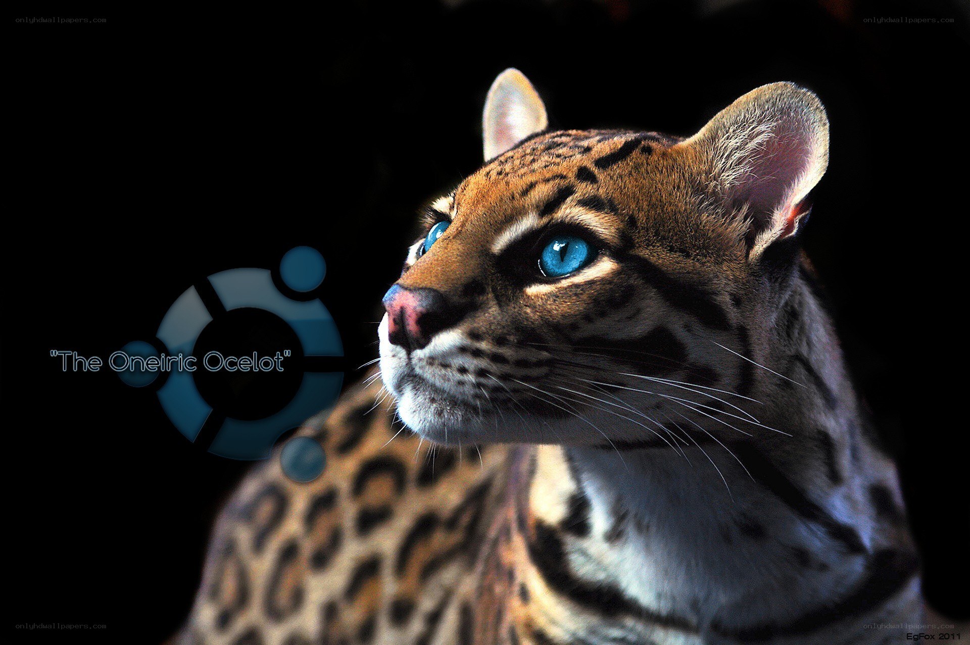 Ocelot with blue eyes