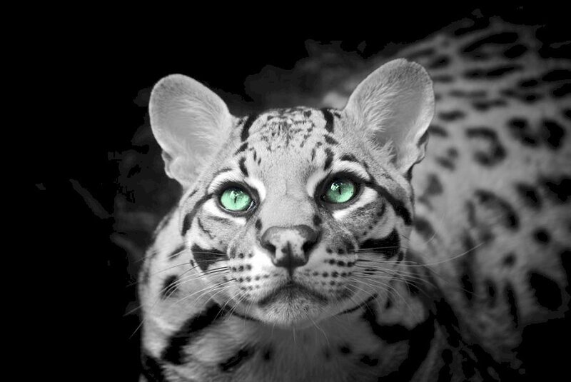 Ocelot with green eyes
