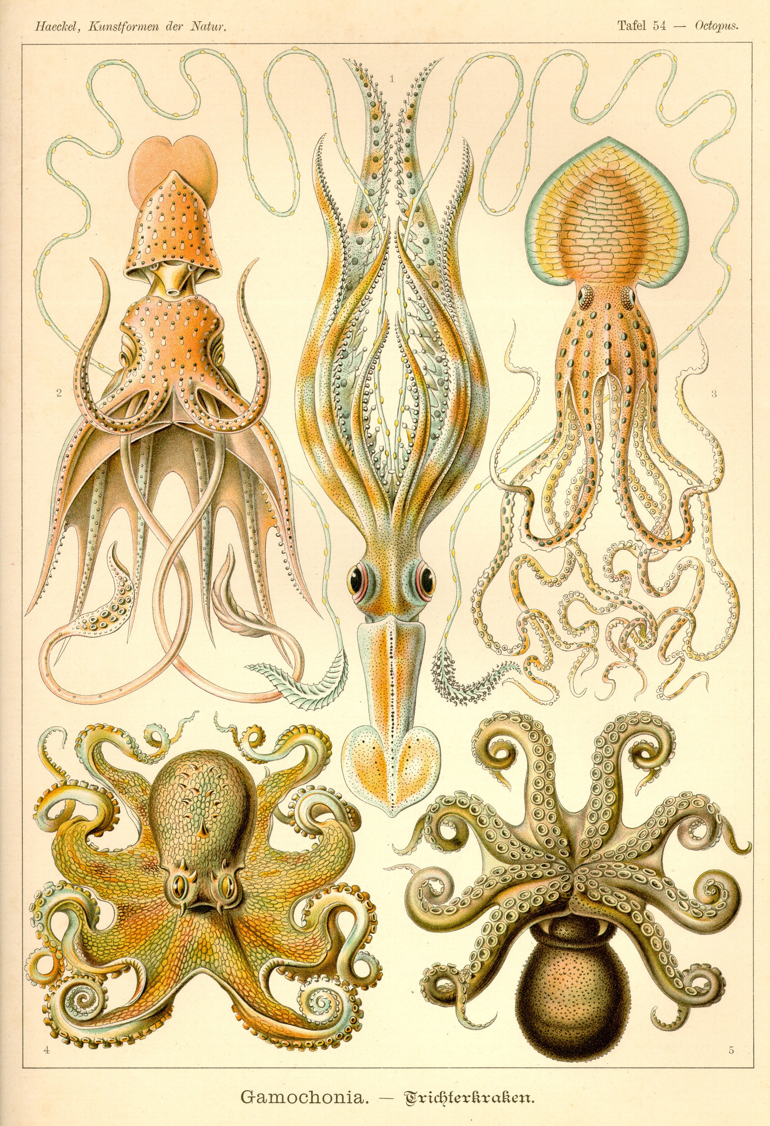 Octopus and Squid Illustrations