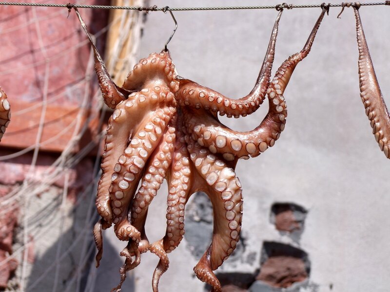 Octopus drying in the sun