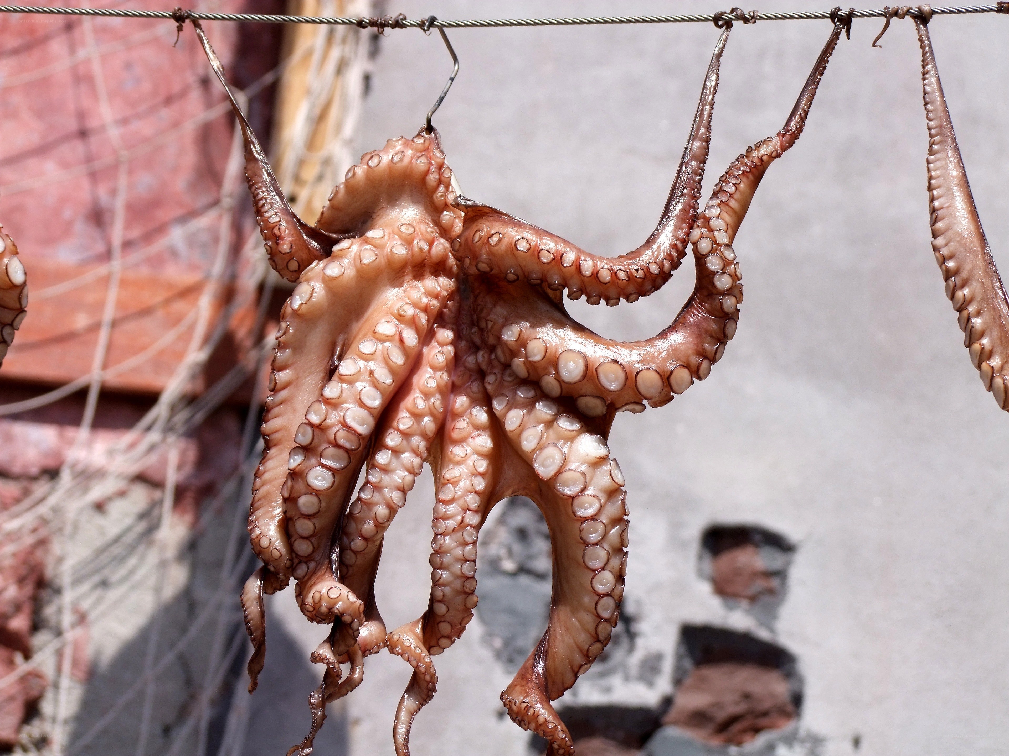 Octopus drying in the sun